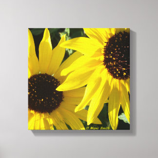 Black Eyed Susans Canvas Afdruk