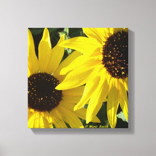 Black Eyed Susans Canvas Afdruk (Voorkant)