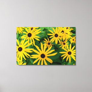 Black-Eyed Susans Canvas Afdruk