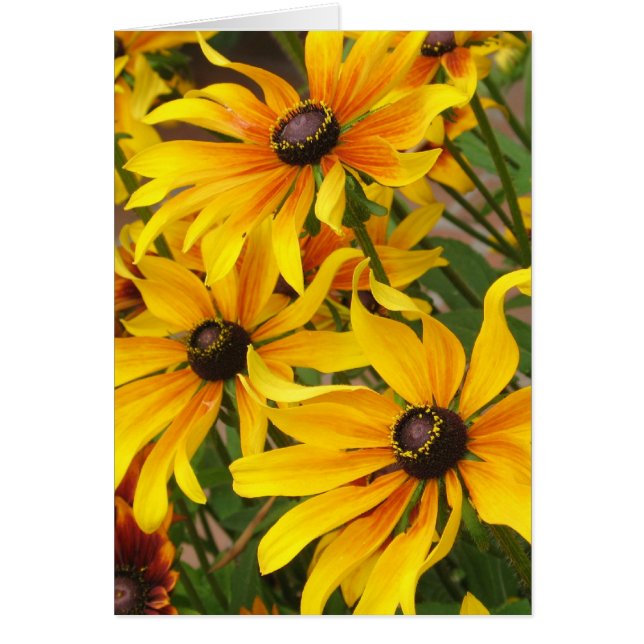 Black Eyed Susans Card (Voorkant)