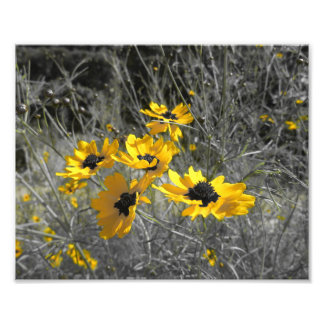 Black Eyed Susans Foto Afdruk