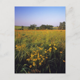Black eyed Susans in tallgrasprairie bij Neil Briefkaart
