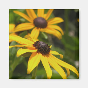Black Eyed Susans Magnet Magneet