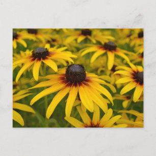 Black Eyed Susans Perspective Post Card Briefkaart