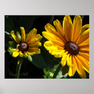 Black Eyed Susans Poster
