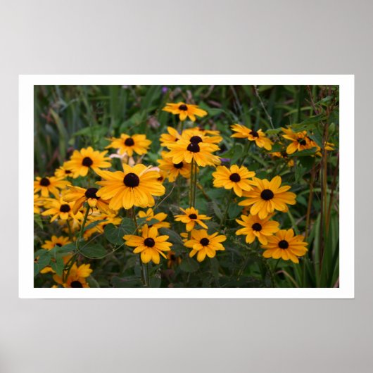 Black Eyed Susans Poster (Voorkant)