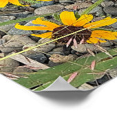 Black-eyed Susans Poster (Coin)