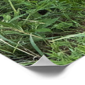 Black-eyed Susans Poster (Coin)