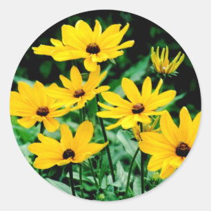 Black Eyed Susans Stickers
