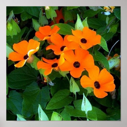 Black Eyes Susan Poster (Voorkant)