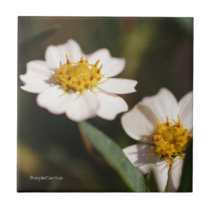 Black Foot Daisy Tegeltje