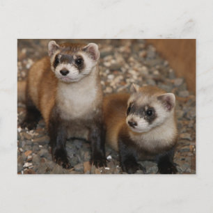 Black Footed Ferret Wildlife Series # 7 Carte post