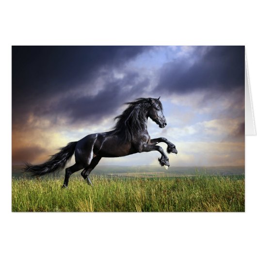 Black Friesian Horse (Voorkant Horizontaal)