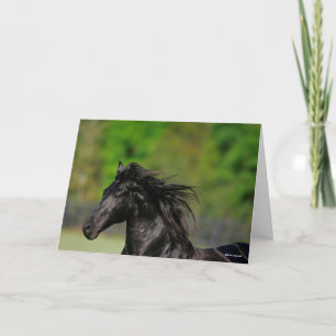 Black Friesian Horse Stallion Headshot Kaart