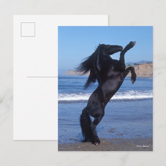 Black Friesian Stallion op strand Briefkaart (Voorkant / Achterkant)