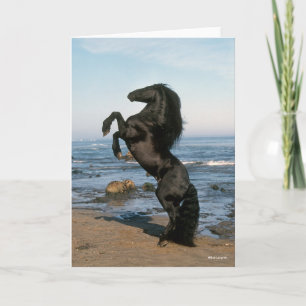 Black Friesian Stallion op strand Kaart