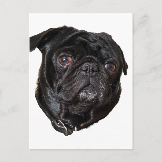 Black Funny Pug Briefkaart (Voorkant)