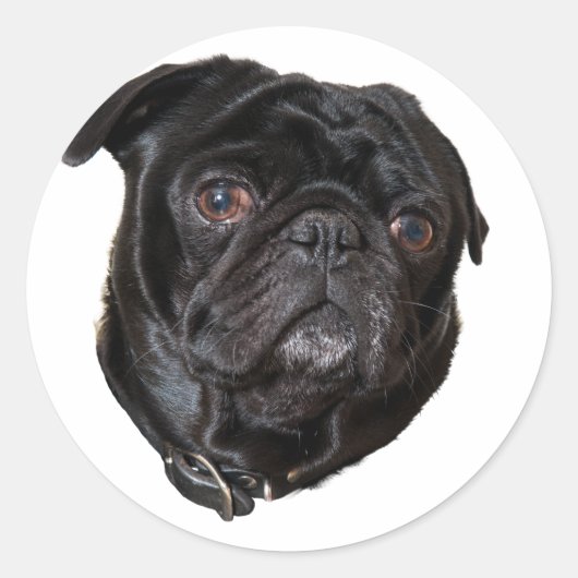 Black Funny Pug Ronde Sticker (Voorkant)
