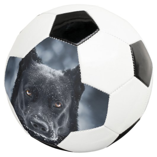 Black German Shepherd (3/4)