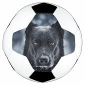 Black German Shepherd (Devant)