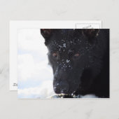Black German Shepherd Briefkaart (Voorkant / Achterkant)