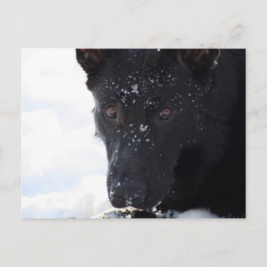 Black German Shepherd Briefkaart (Voorkant)