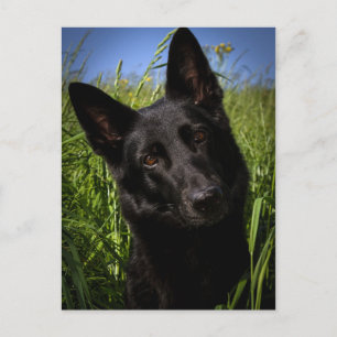 black german shepherd briefkaart