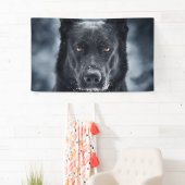Black German Shepherd Spandoek (Insitu)