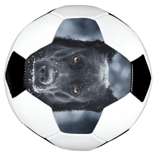 Black German Shepherd Voetbal (Gedraaid)