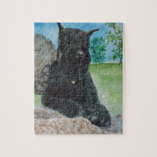 Black Giant Schnauzer Legpuzzel