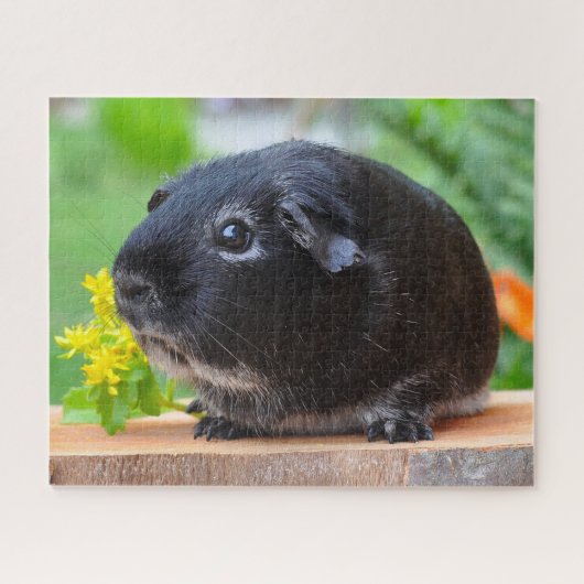 Black Guinea Pig Legpuzzel (Horizontaal)
