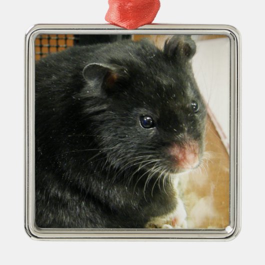 Black Hamster Photo Metalen Ornament (Voorkant)