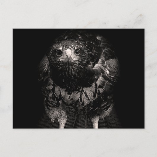 Black Hawk Briefkaart (Voorkant)