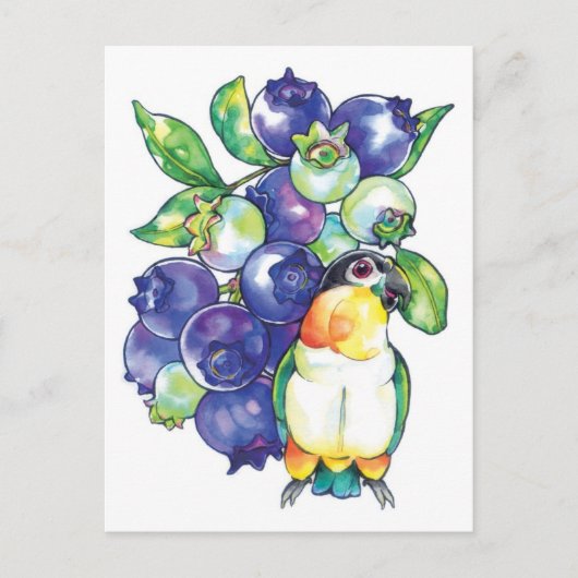 Black Head Caïque met Blueberry Briefkaart (Voorkant)