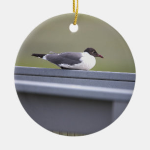 Black-headed Gull Ornament