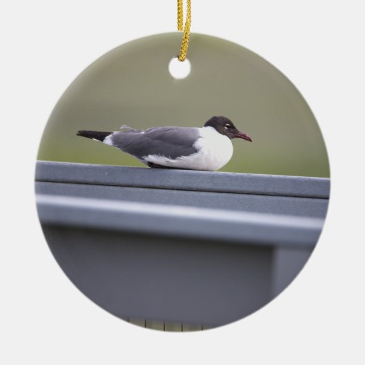 Black-headed Gull Ornament (Voorkant)