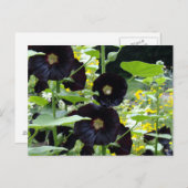 Black Hollyhocks Briefkaart (Voorkant / Achterkant)