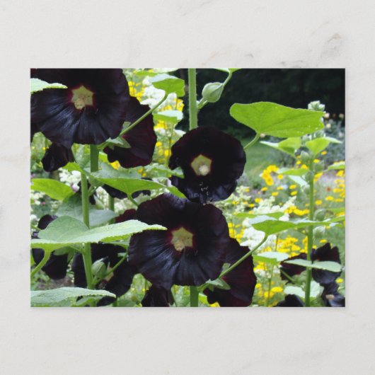 Black Hollyhocks Briefkaart (Voorkant)