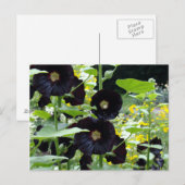 Black Hollyhocks Briefkaart (Voorkant / Achterkant)