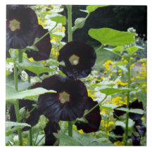 Black Hollyhocks