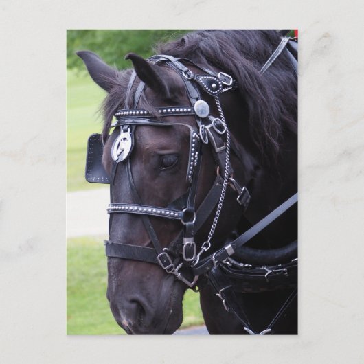 Black Horse 384 Verjaardag Briefkaart (Voorkant)
