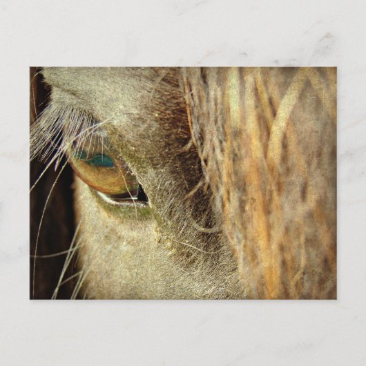 Black Horse Eye Briefkaart (Voorkant)