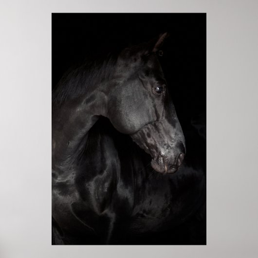 Black Horse Stallion Photo Nature Wall Poster (Devant)