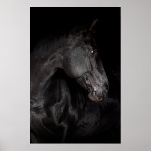 Black Horse Stallion Photo Natuur Wall Poster