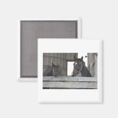 Black Horses/Ranch Magneet (Voorkant / Achterkant)