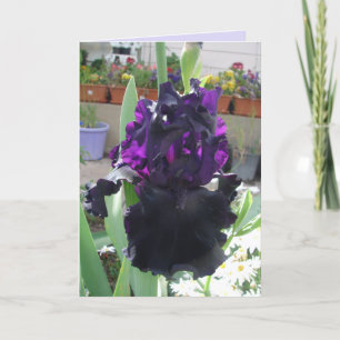 Black Iris Flower Floral Photo Love Birthday Card Kaart