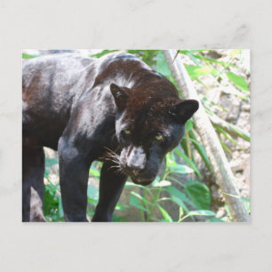Black Jaguar Briefkaart