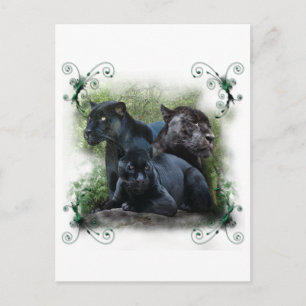 Black Jaguar Briefkaart