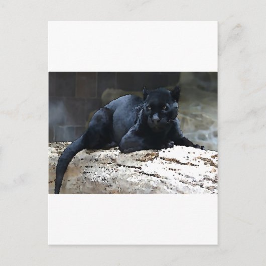 Black Jaguar Briefkaart (Voorkant)