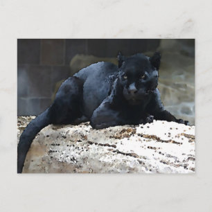 Black Jaguar Briefkaart